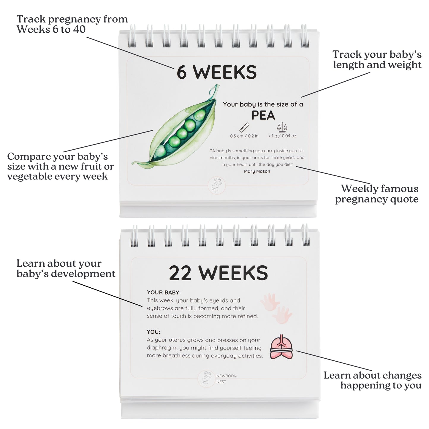 "The Growing Miracle" Bundle